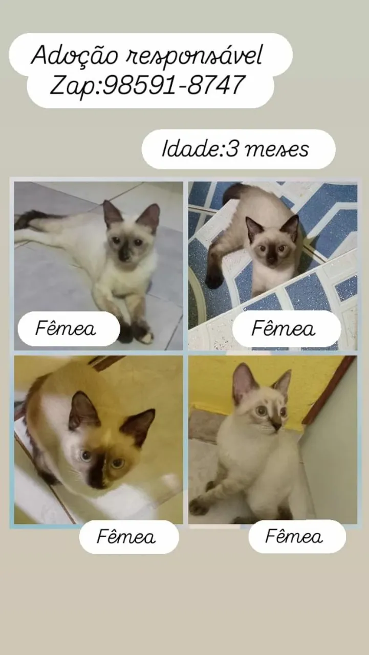 Gatinhas siamesas pra adoção responsável