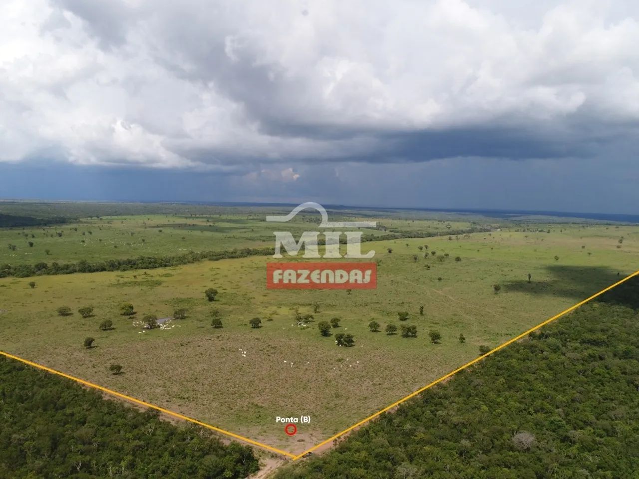 Fazenda Dupla Aptidão 276,5 alqueires (1.338,26 hectares) DUERÊ -TO