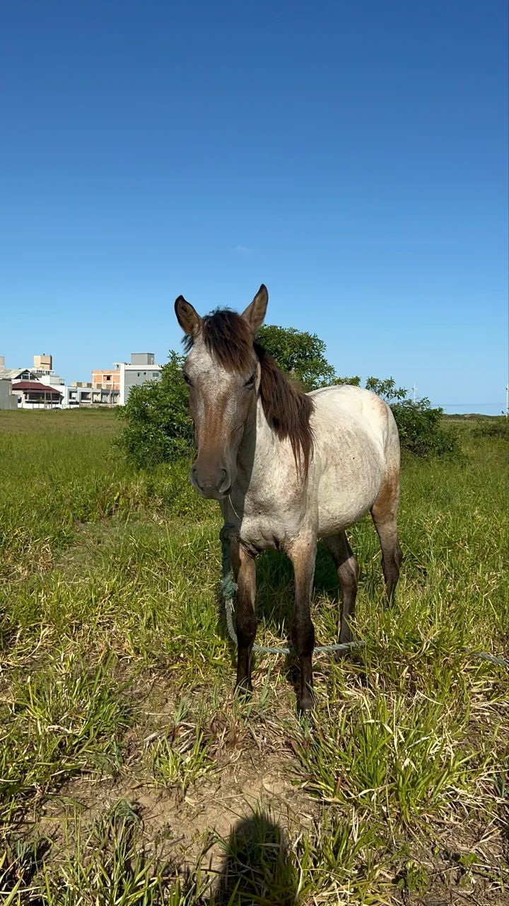 Potranca a venda  - Foto 3