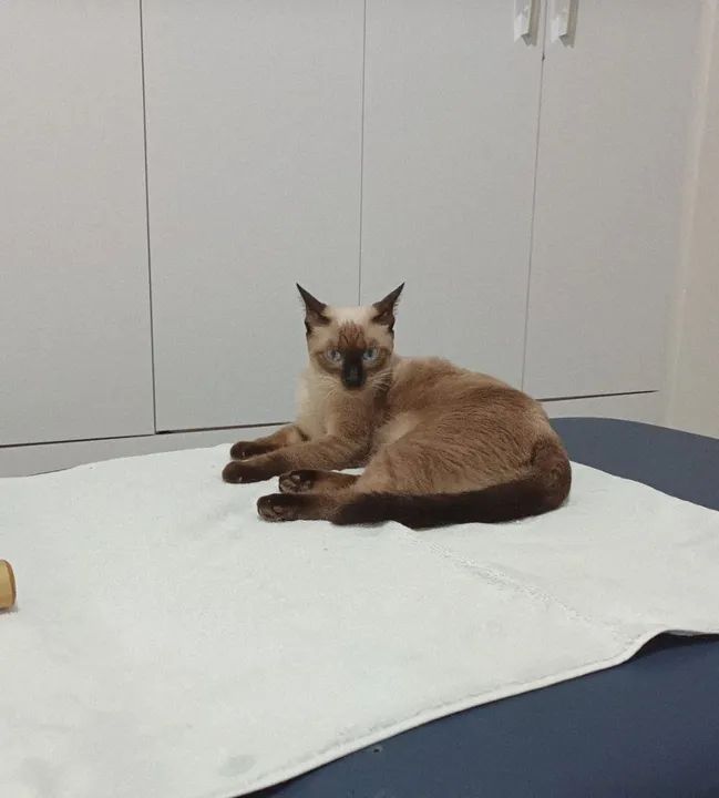 Adoção Responsável -Gata Siamesa  - Foto 4