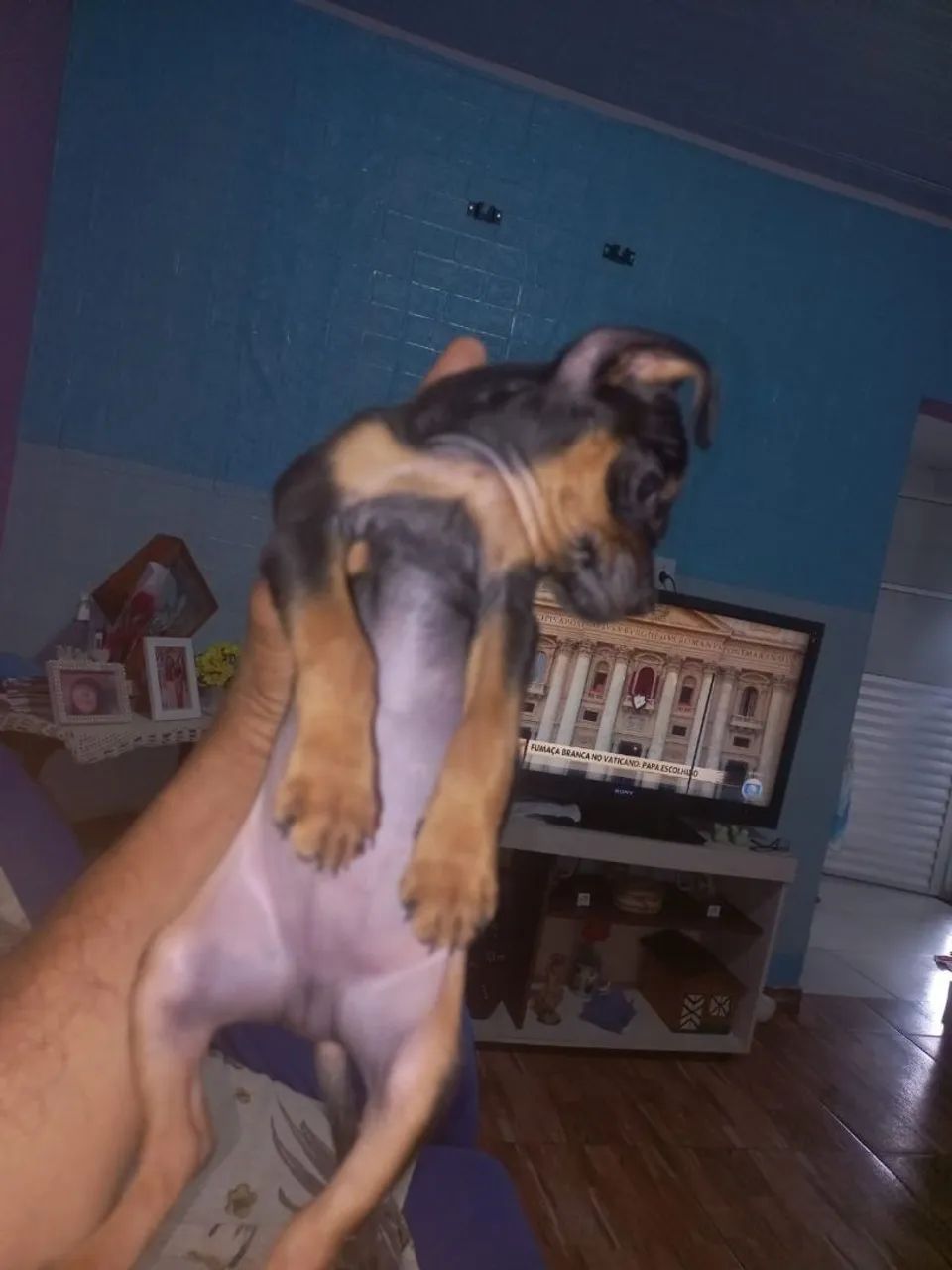 Filhote de Pinscher n 1 - Foto 2