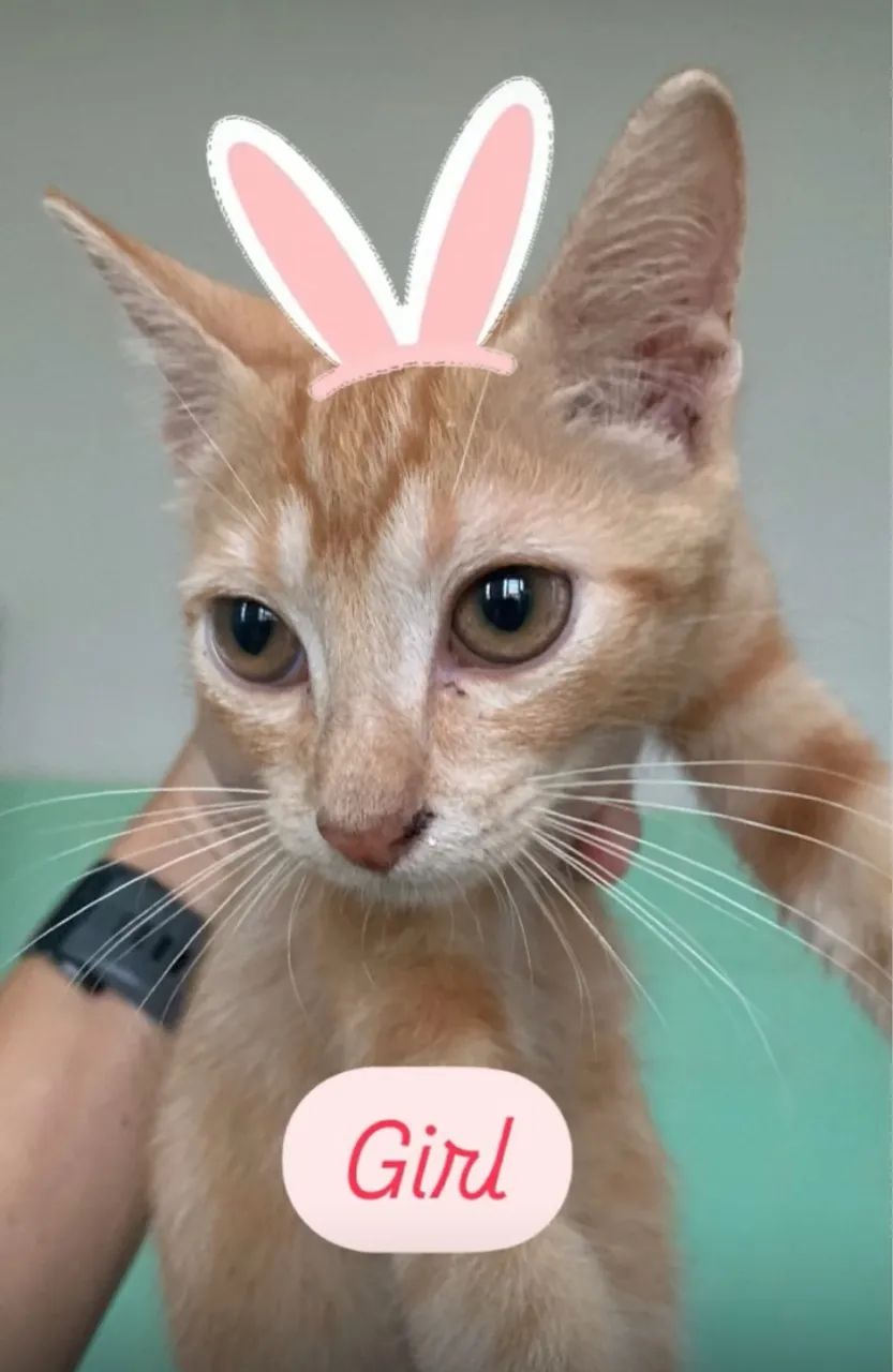 Gatinhos fofinhos e dóceis para adoção - Foto 5