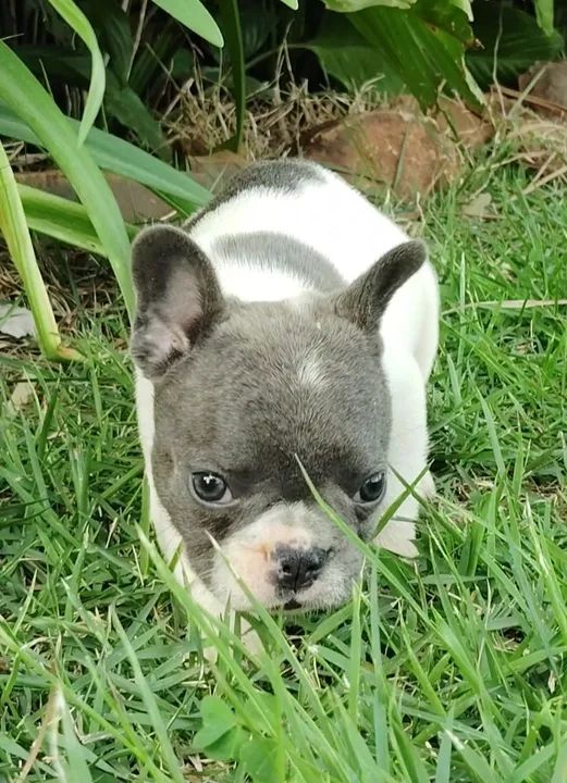 Filhote de Bulldog Francês - Foto 5