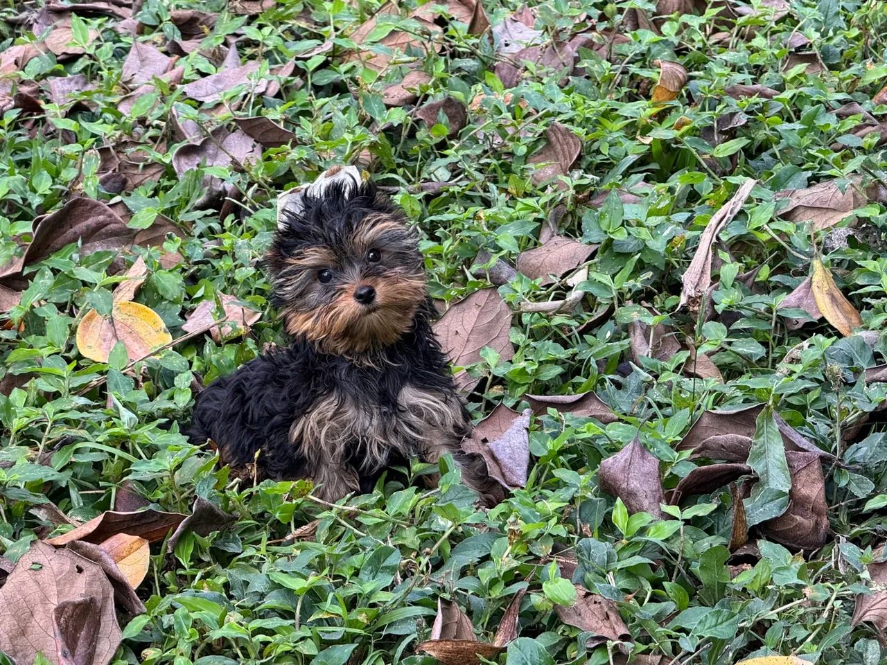 Filhote de Yorkshire Terrier, machos e fêmeas , vacinados, pedigree  - Foto 4