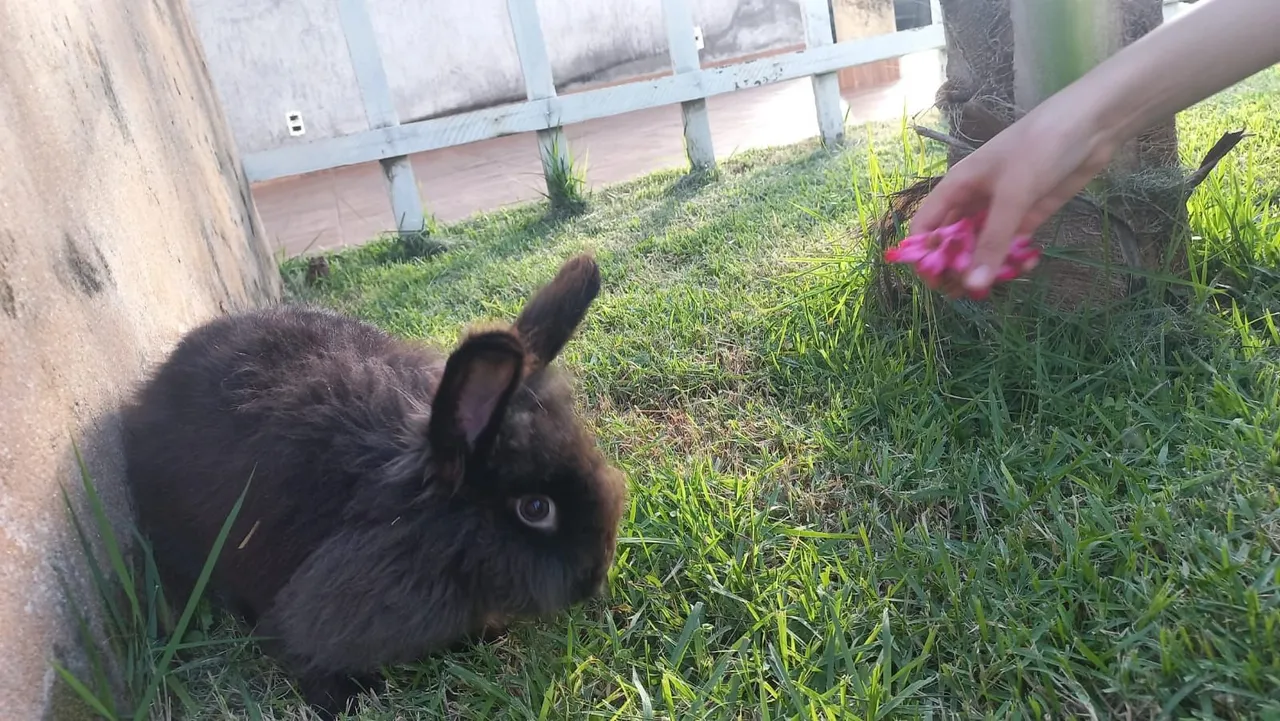 Coelha da raça mini lion