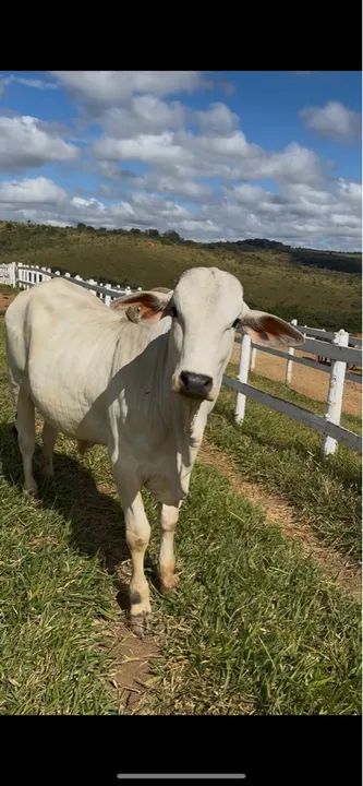 Touro Nelore - Tourinho PO - Foto 3