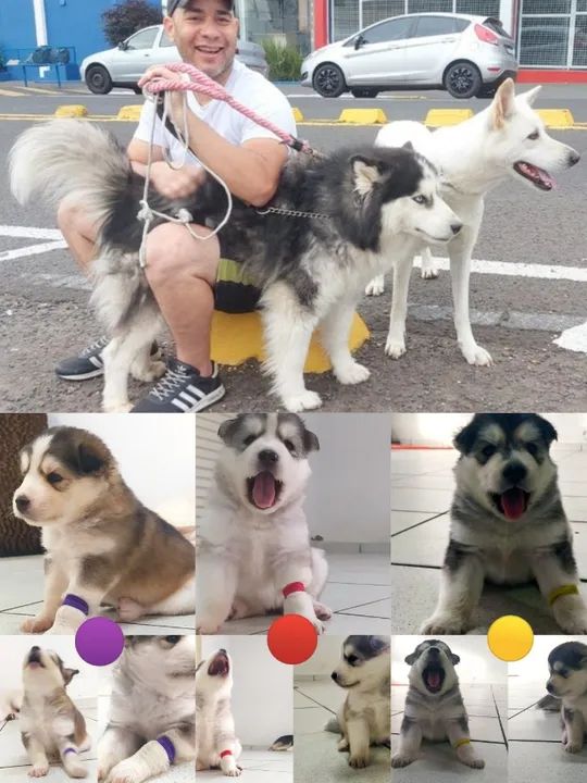 Filhotes de Husky Siberiano com Mestiça de Akita Inu 