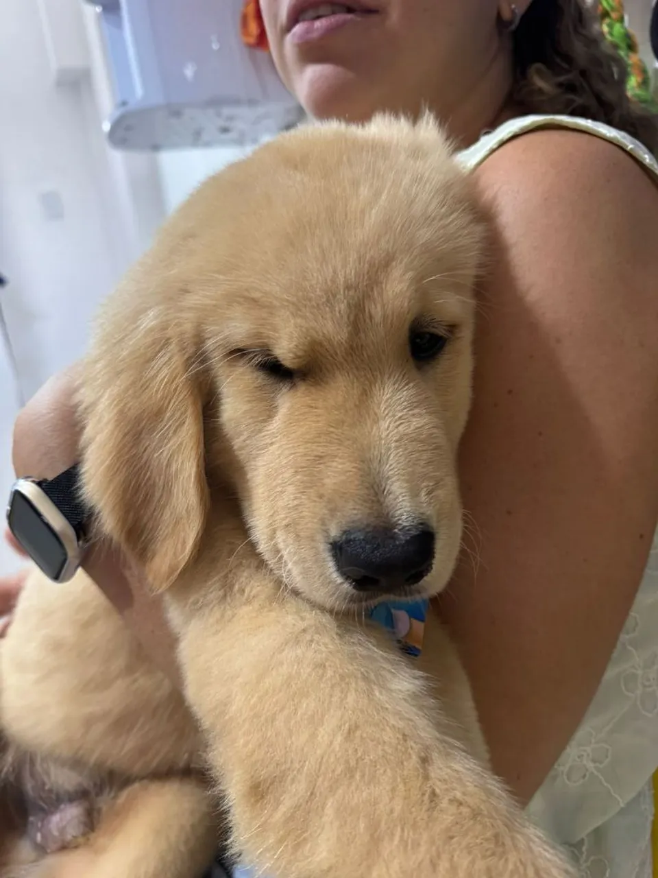 Bebês de Golden Retriever saudáveis