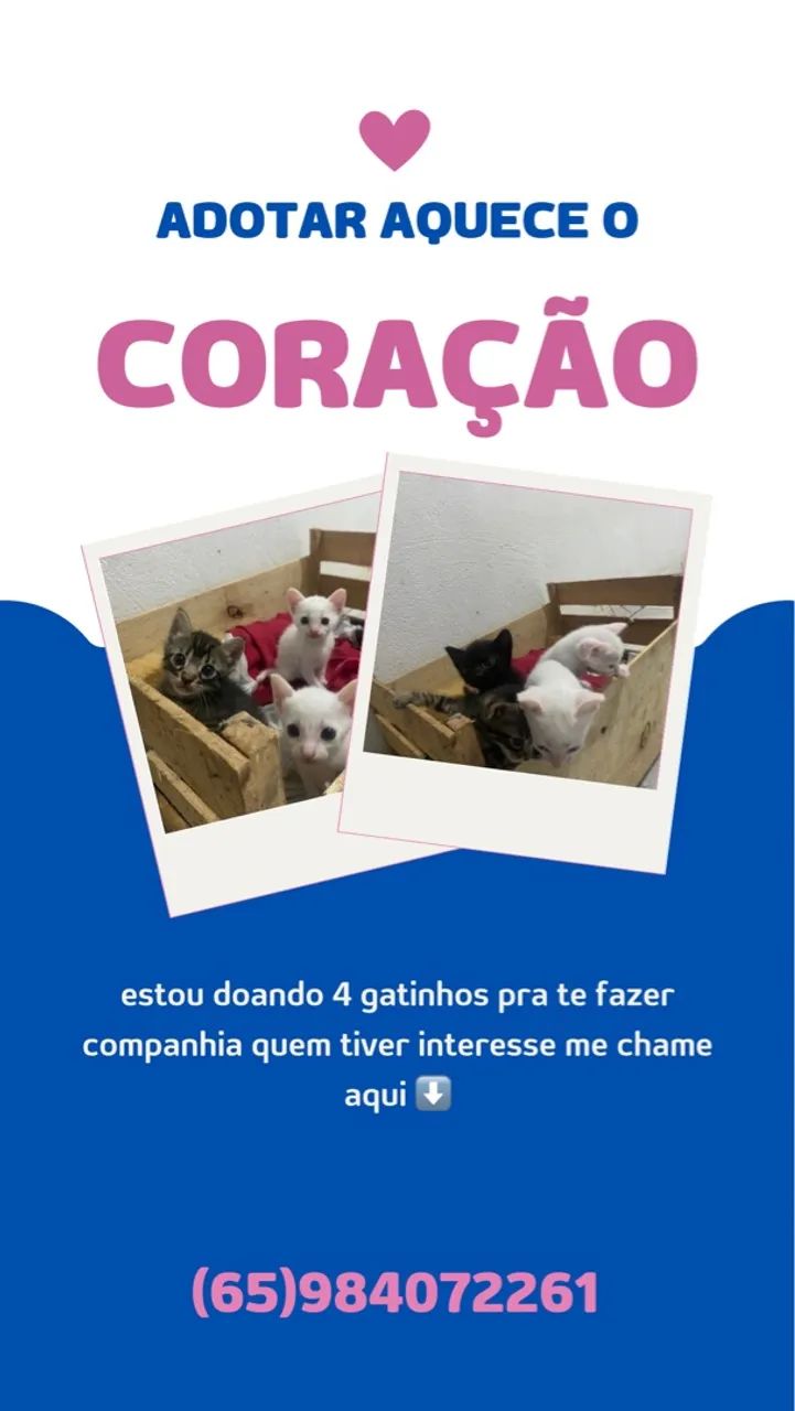 Doação de 4 Gatinhos