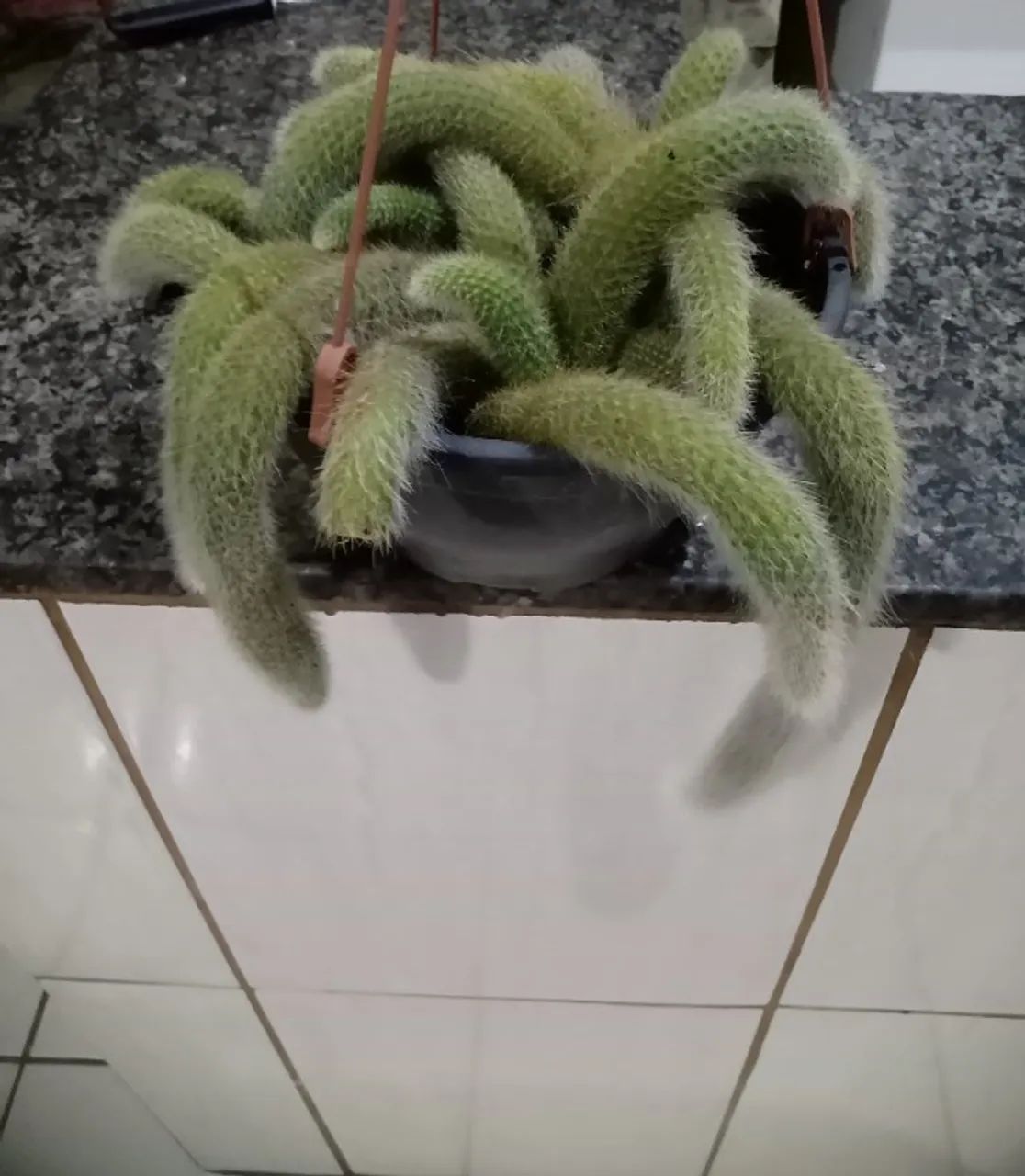Planta rabo de macaco  - Foto 2