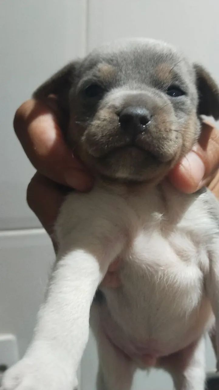 Fox Paulistinha 