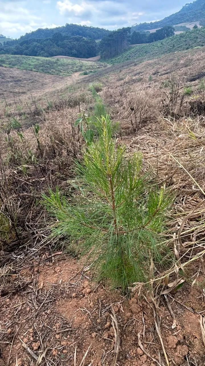 Terreno com Pinus em Agudos do Sul - Foto 4