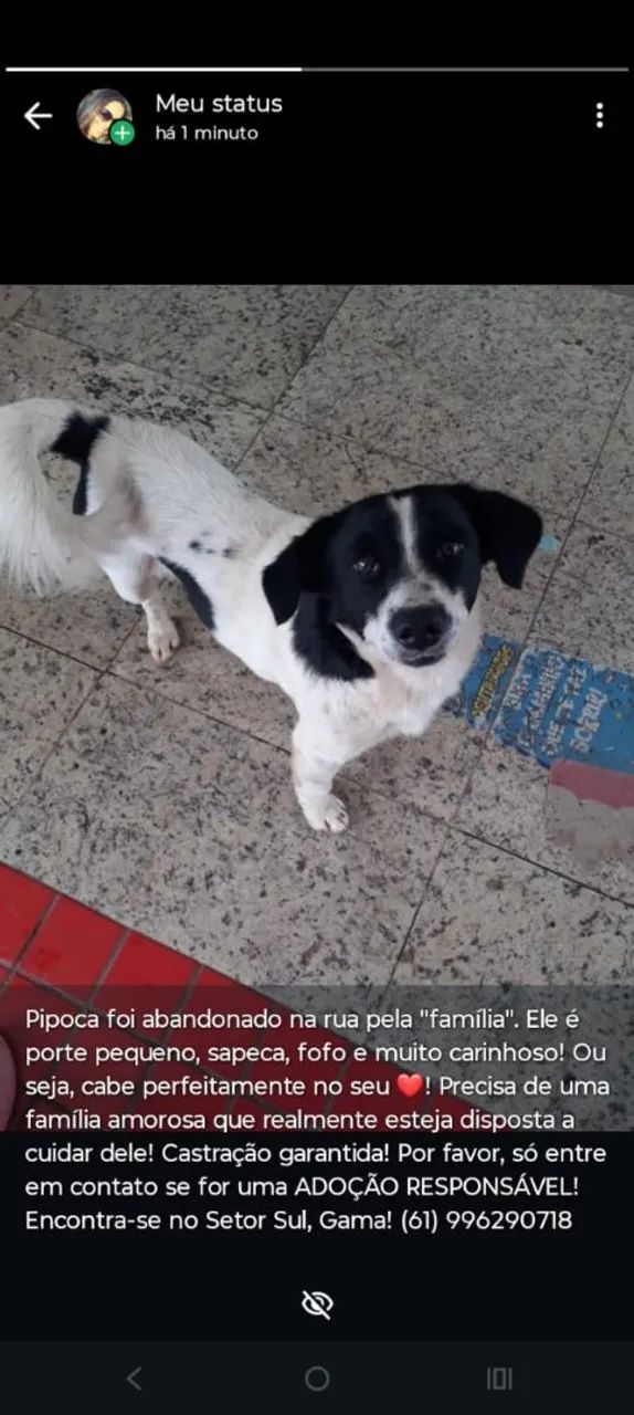 Adoção responsável  - Foto 2