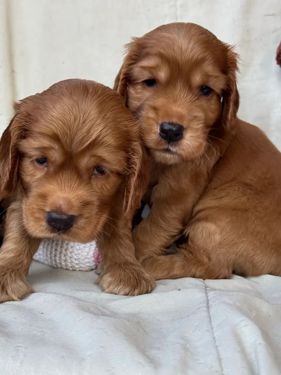 Cocker Spaniel Meninos - Foto 3
