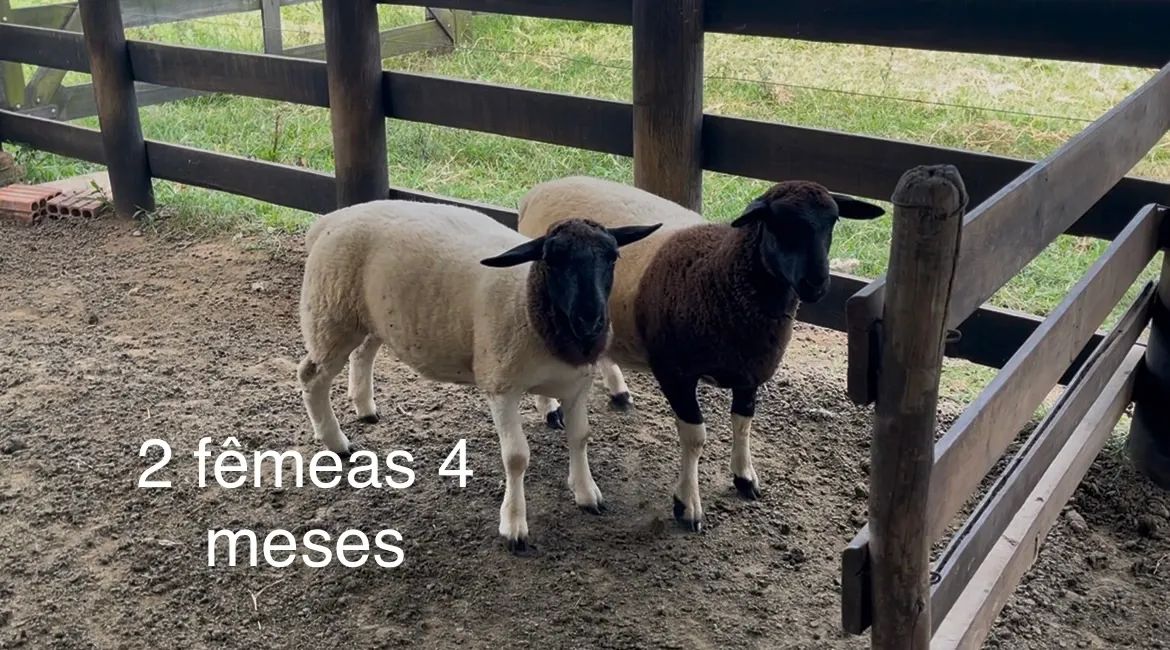 Cordeiros dorper .  - Foto 5