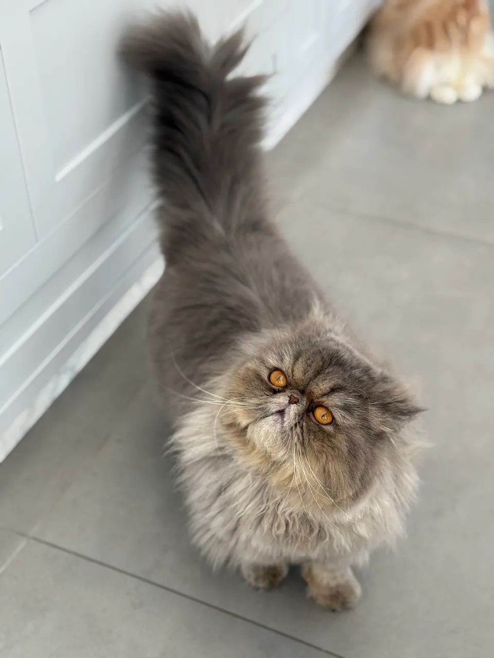 Gato Persa Linhagem Pura - Foto 5