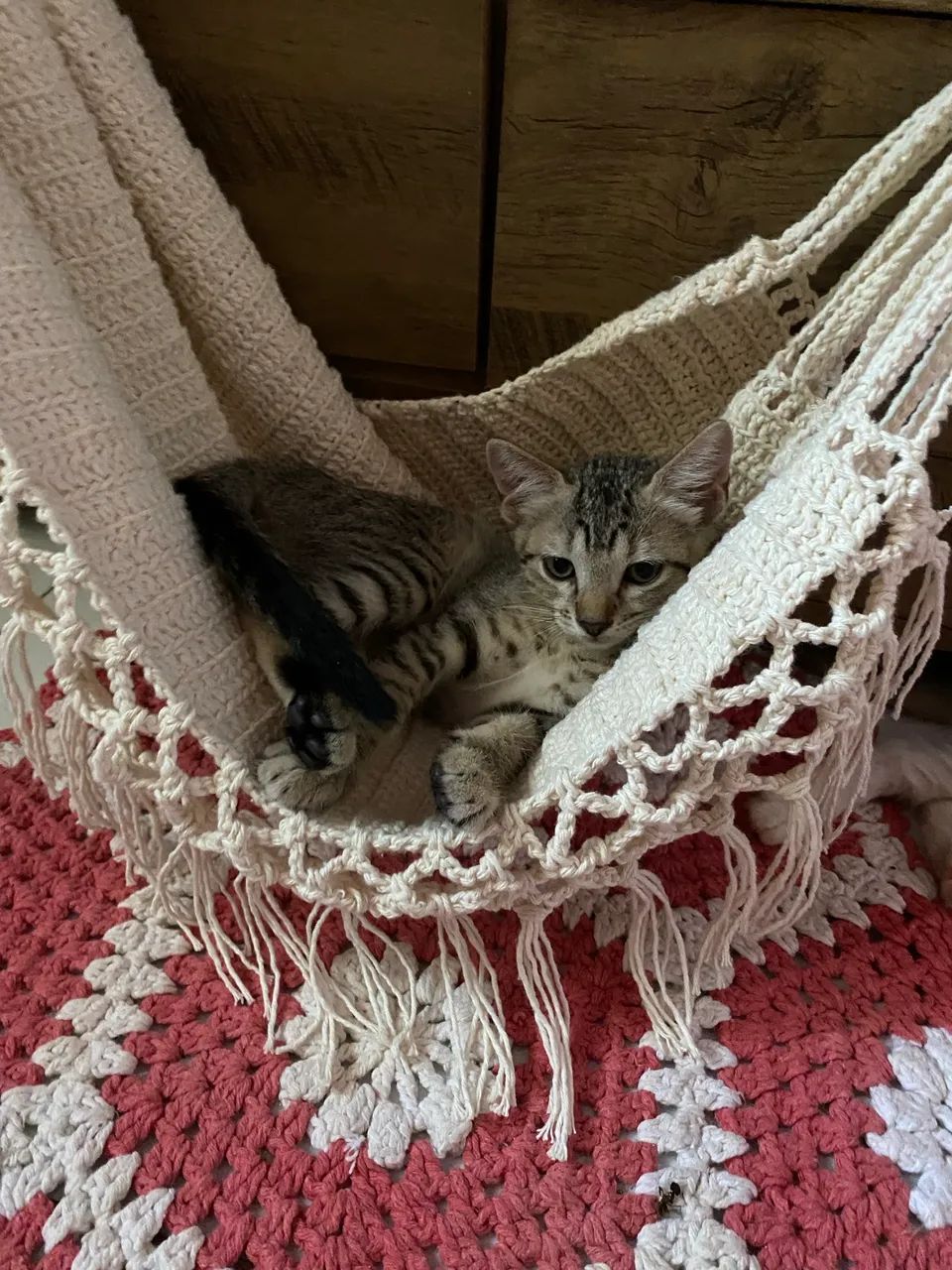 Gatinhos para doação  - Foto 6