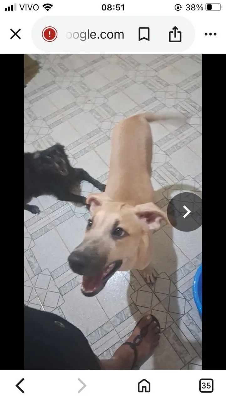 Adoção  - Foto 3