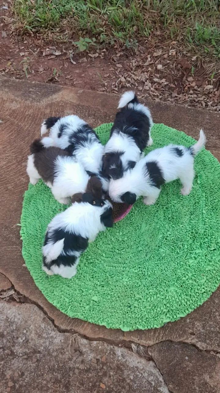 Cachorro Shitzu 