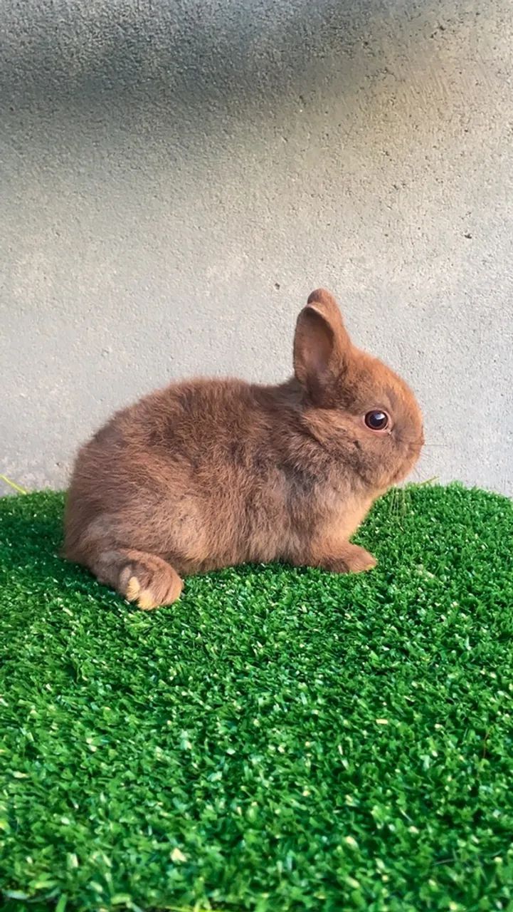 Mini coelhos 