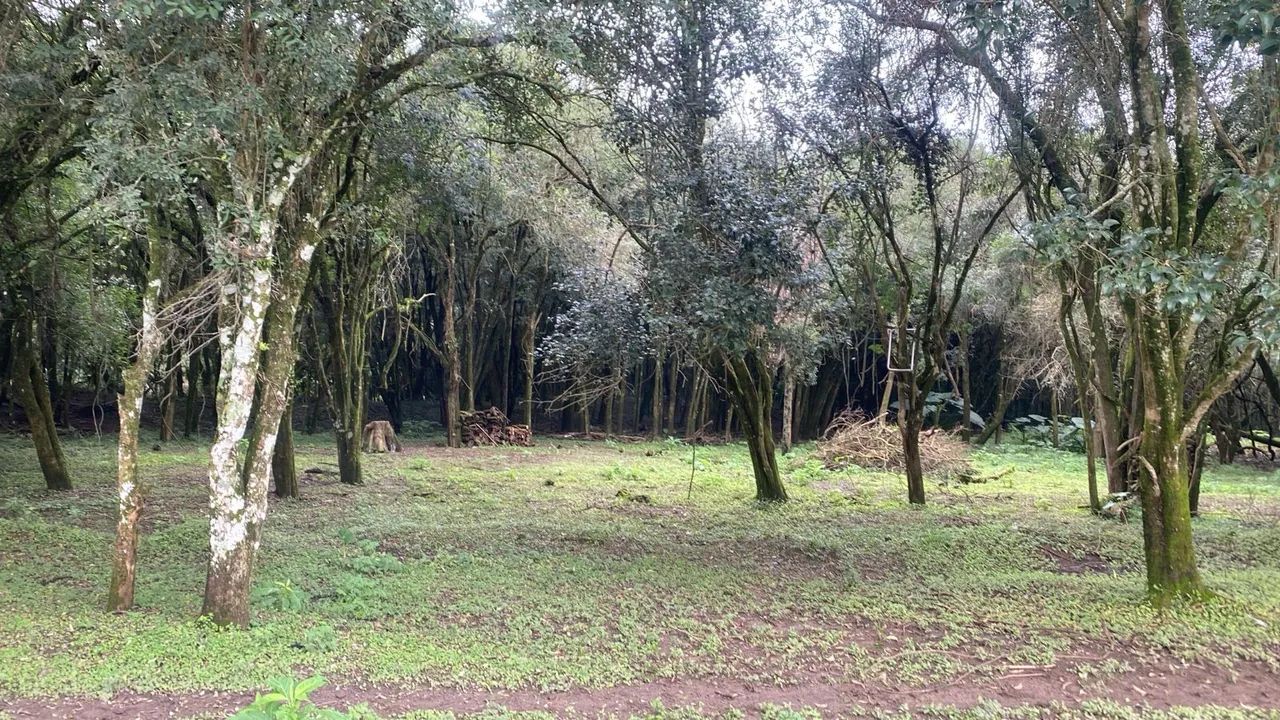 Chácara - Foto 4