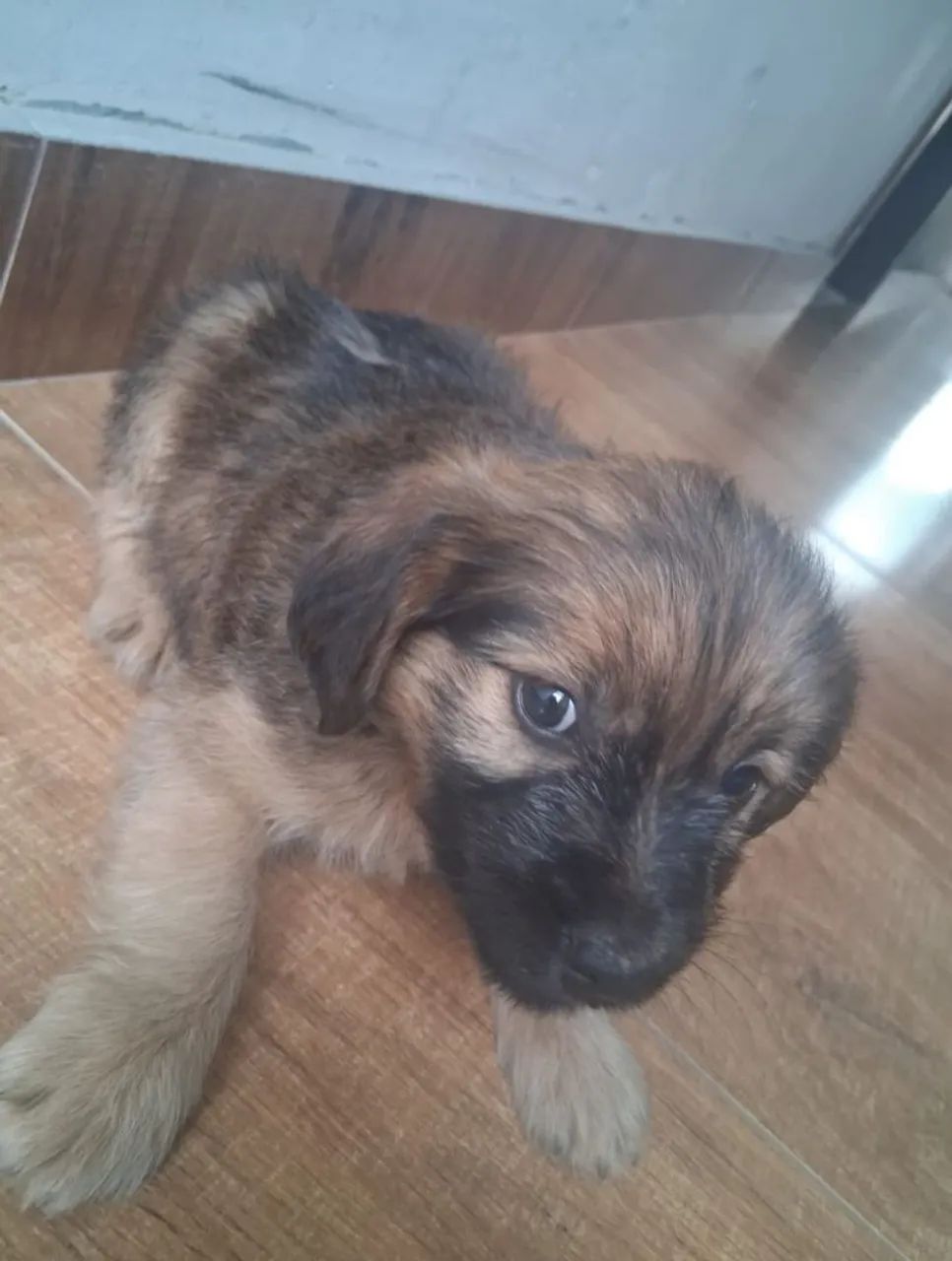 Cachorro Yorkshire  - Foto 5