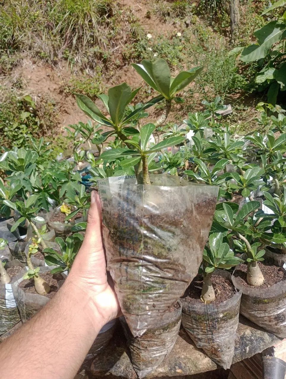 Rosas do deserto - Foto 2