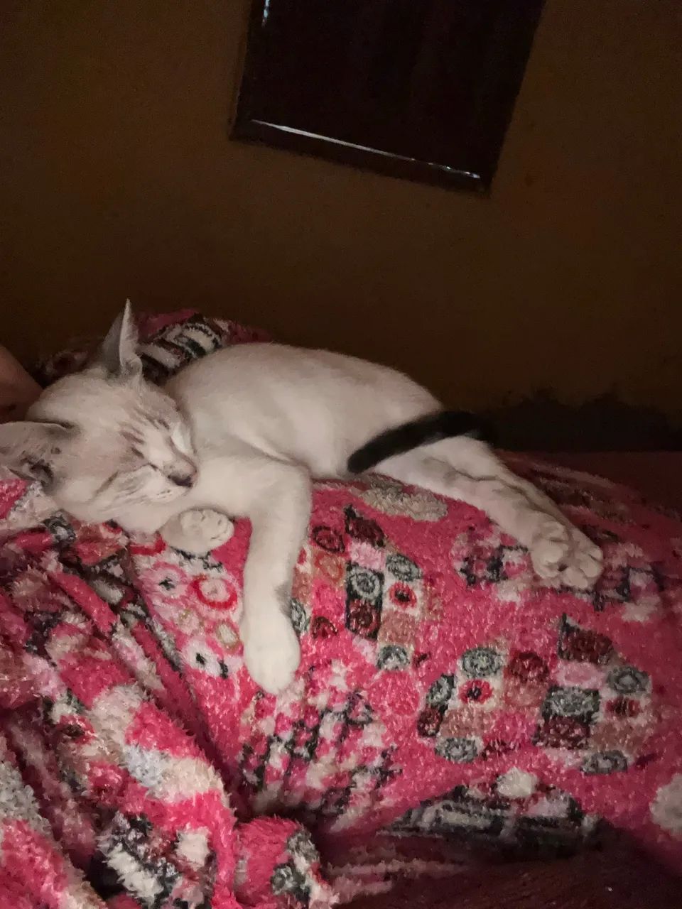 Gata perdida  recompensa  - Foto 2