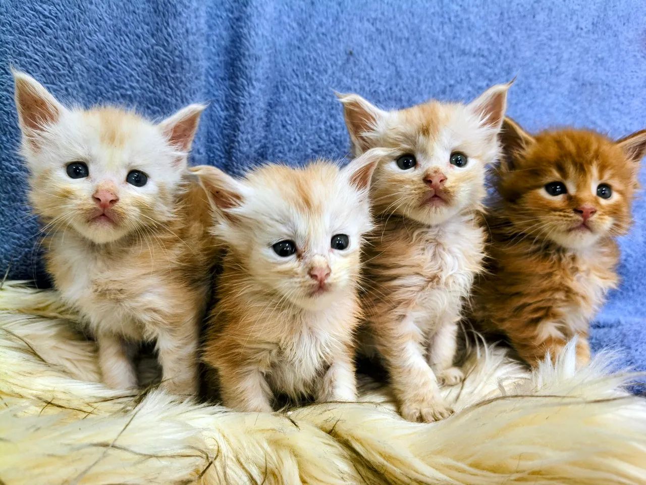 Filhote Maine Coon  - Foto 3