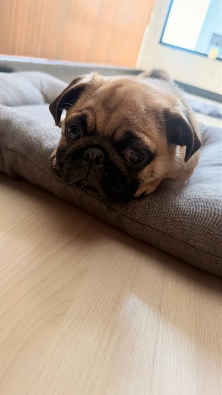 Pug 8 meses  - Foto 5