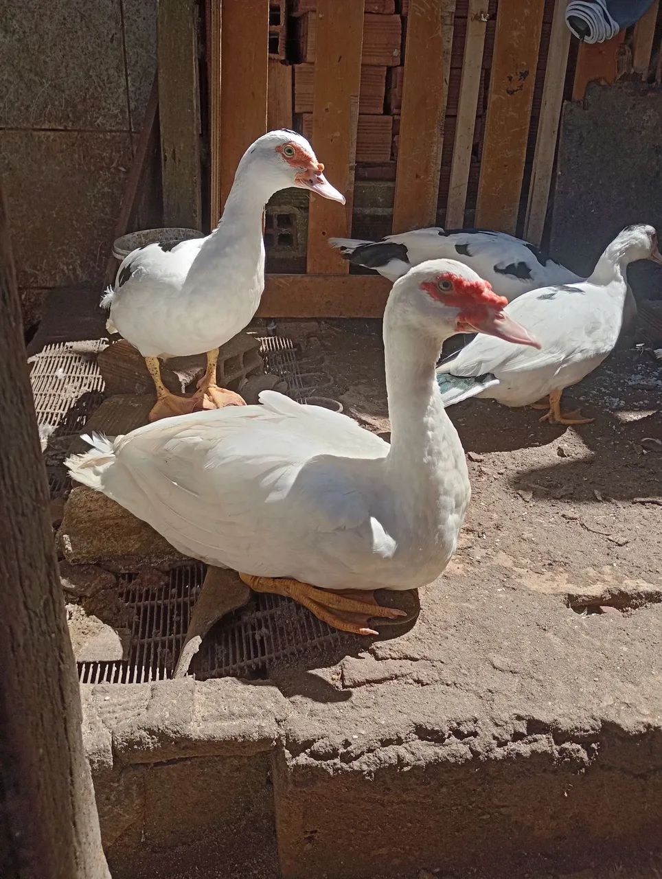 Pato - Foto 2