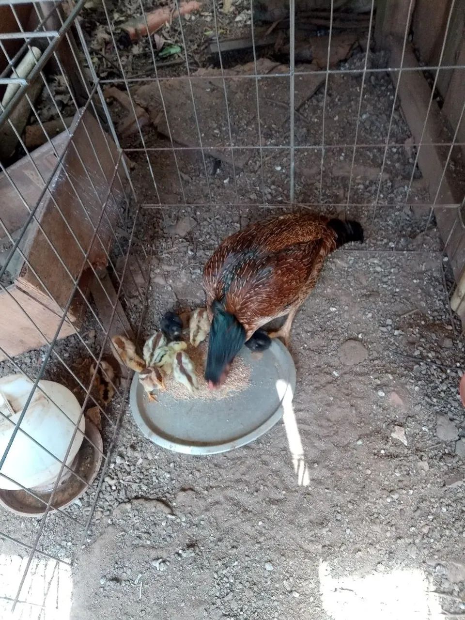 Galinha caipira  - Foto 2