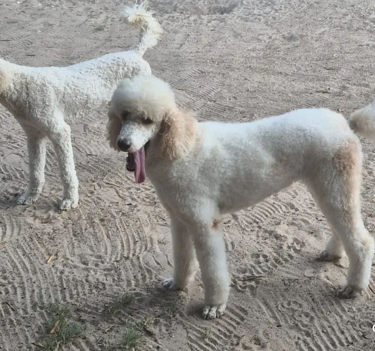 Poodles gigantes 
