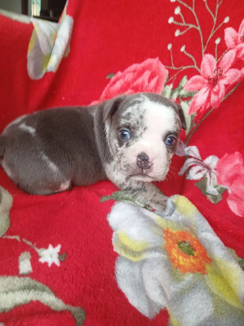 American bully  - Foto 3