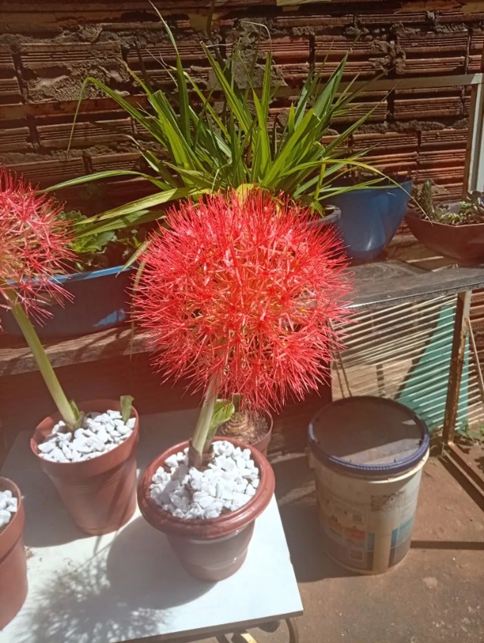 Flor 