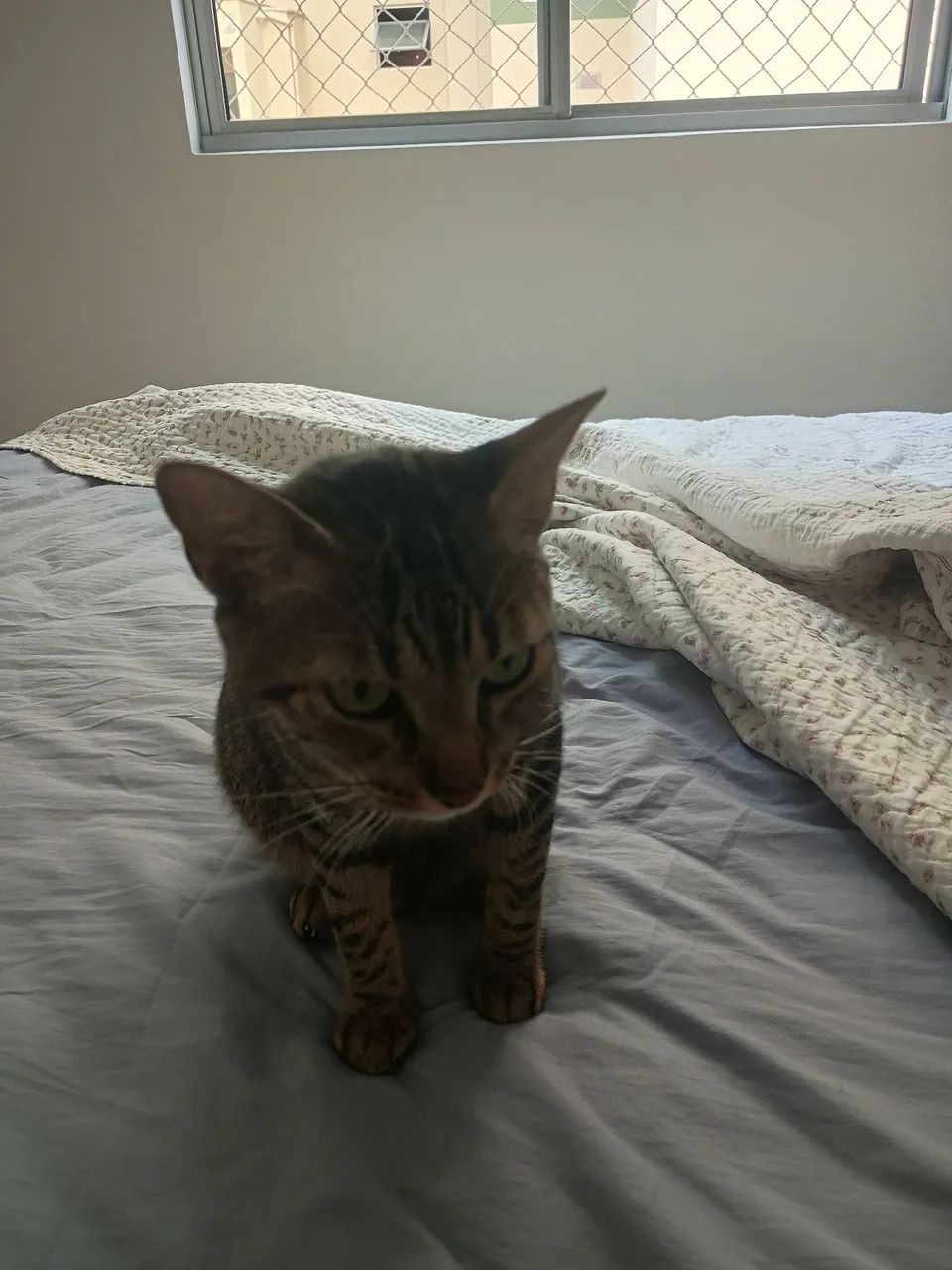 Gato Tigrado - Foto 2