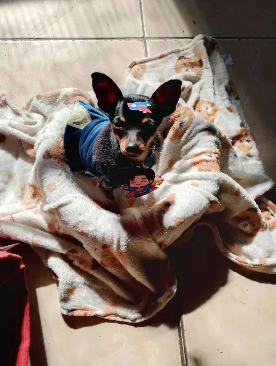 Pinscher macho