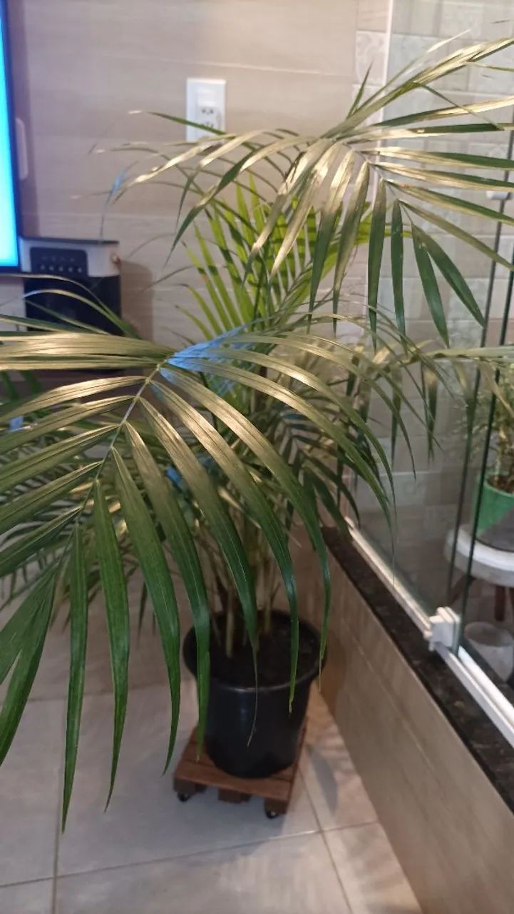 Vaso com palmeira areca bambu  - Foto 5