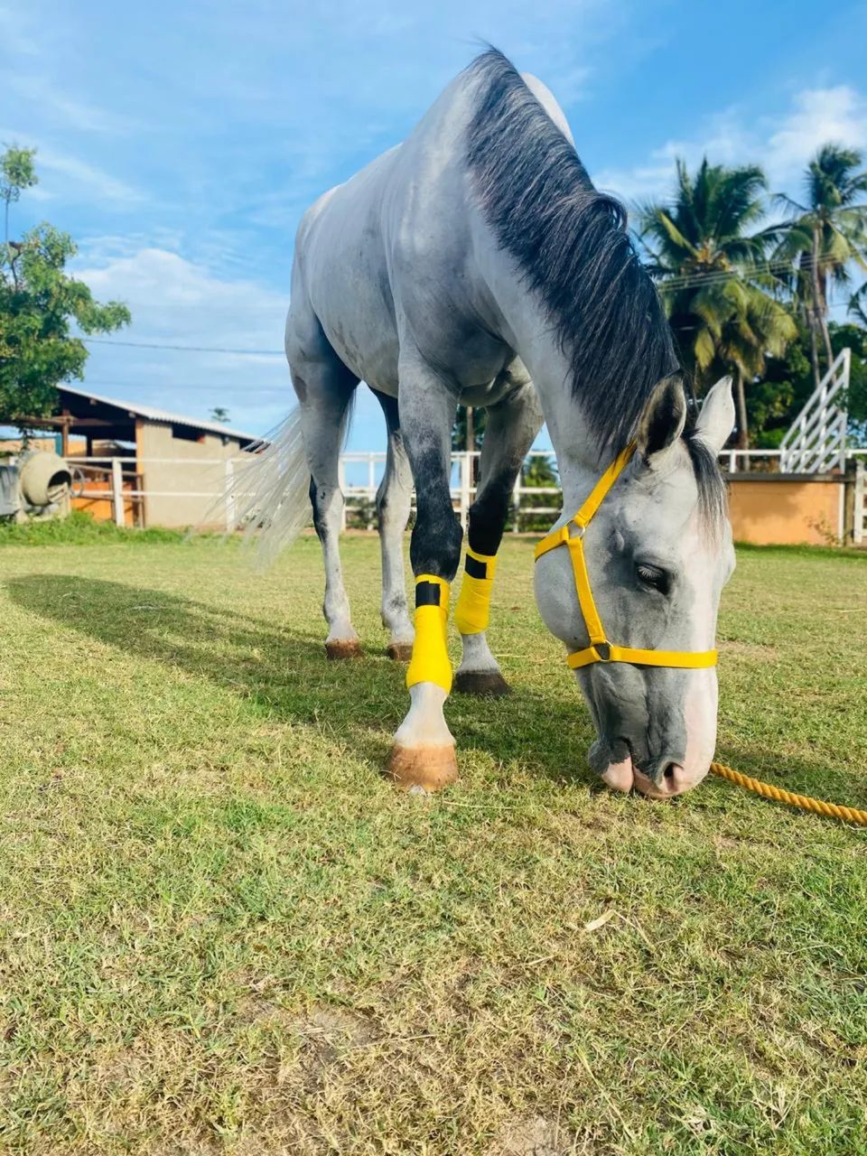 Vendo cavalo brasileiro de hipismo  - Foto 3