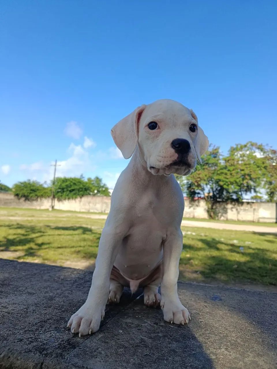 Boxer 