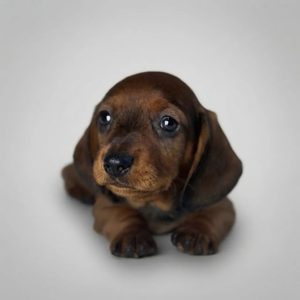 Filhotes de Dachshund macho  - Foto 3