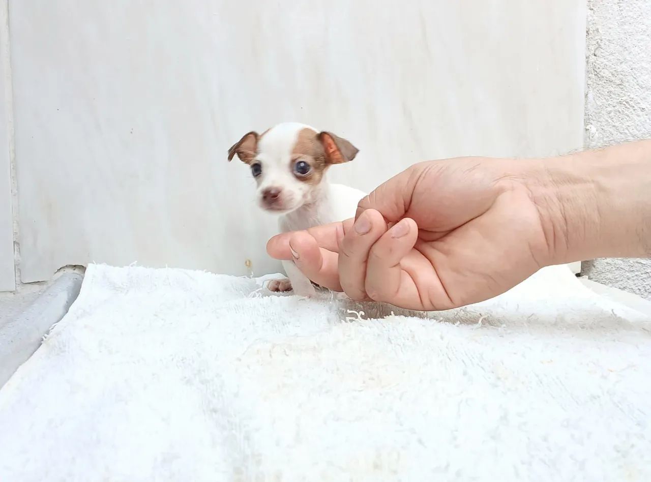 Pinscher N1 LINDO! - Foto 3