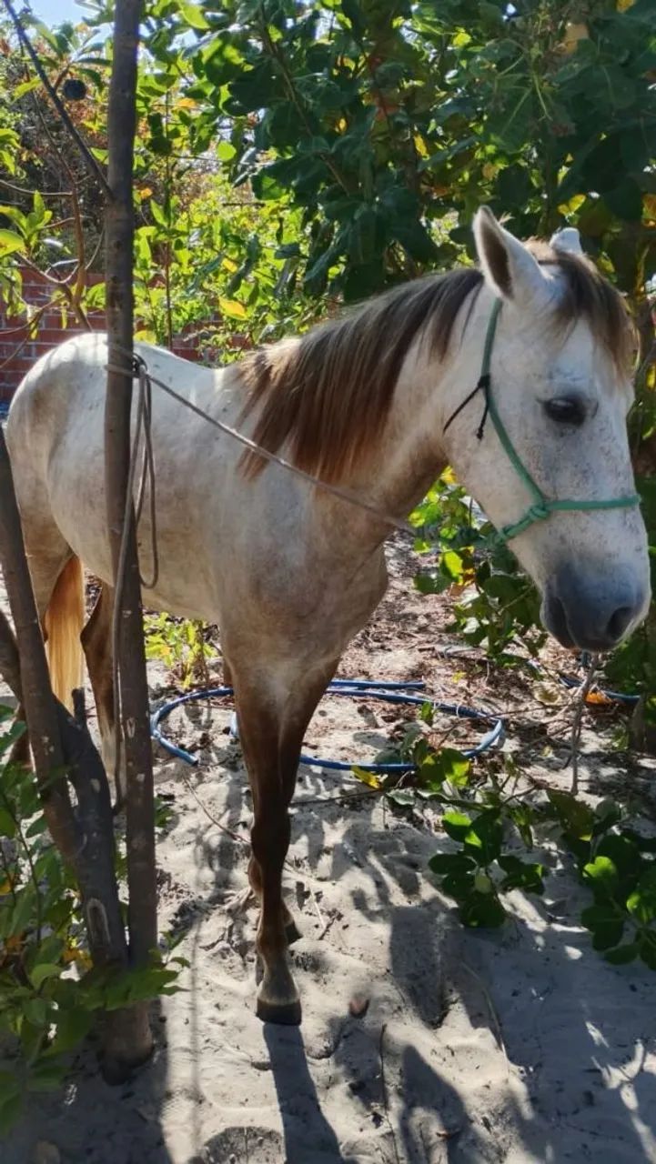 Cavalo  - Foto 2