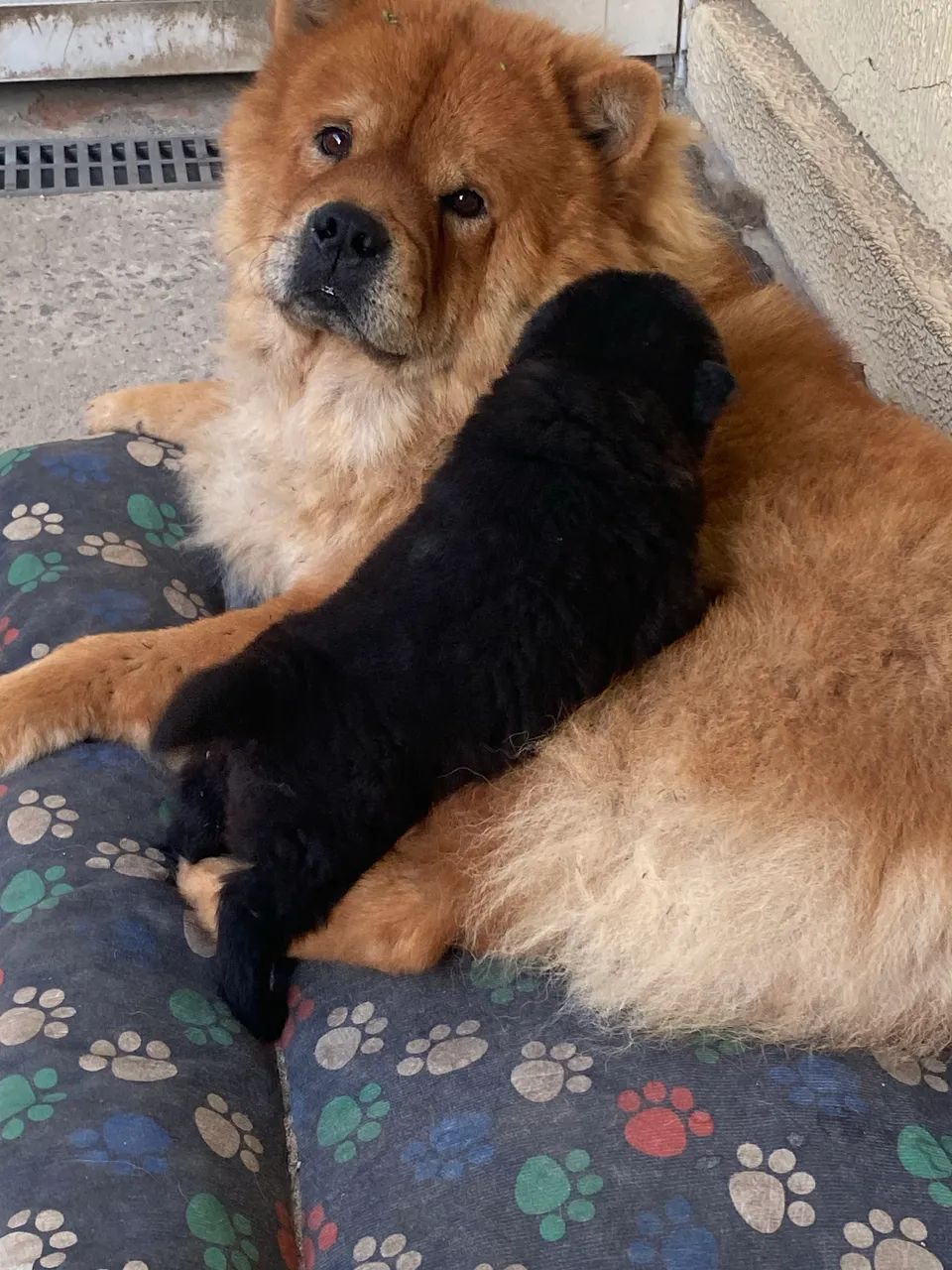 Cachorro - Foto 3