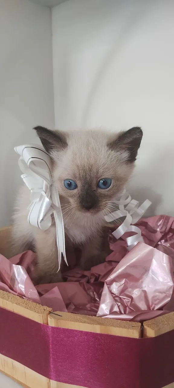 Filhote de gato, siamês, machinho - Foto 3