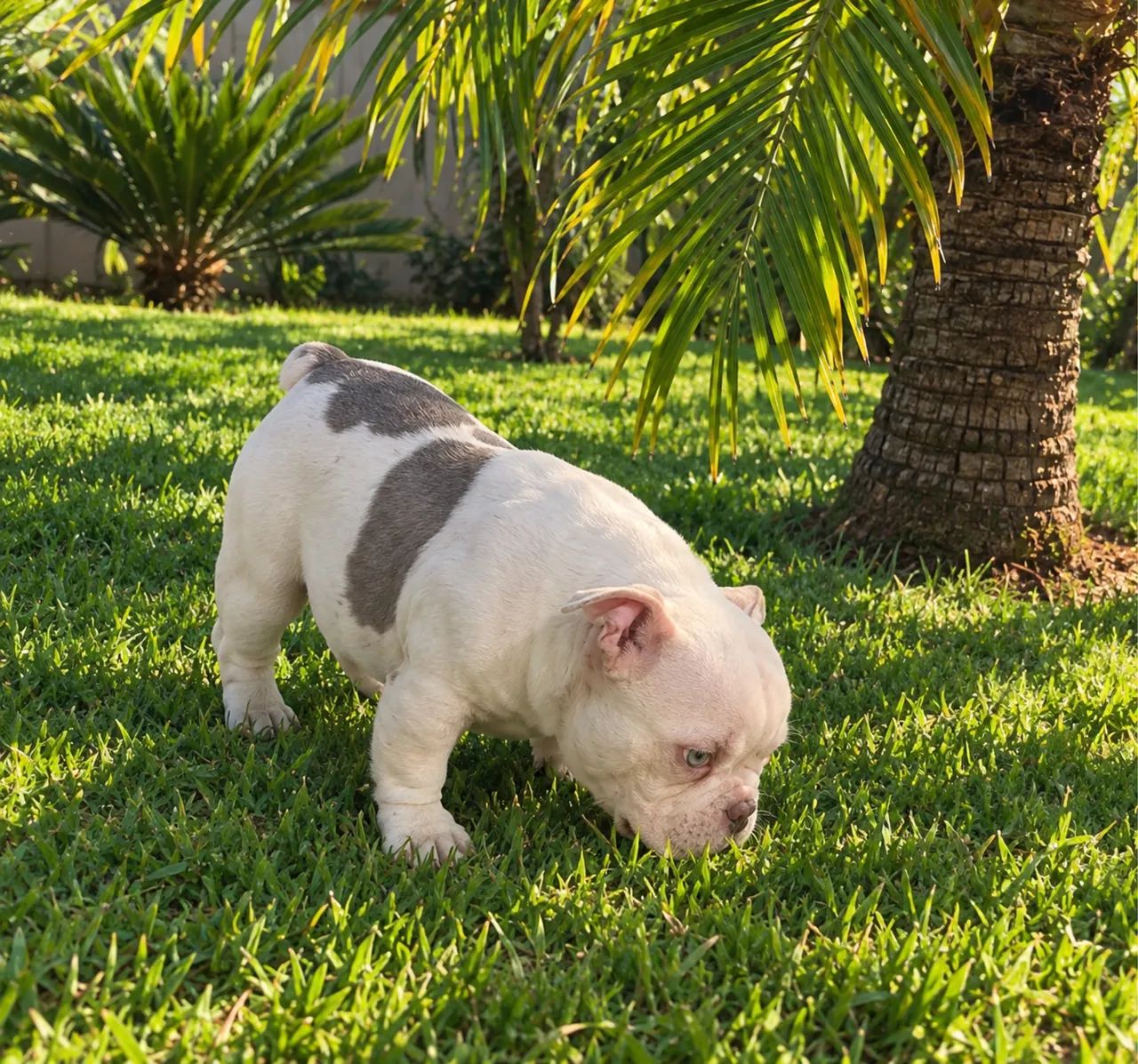 AmericanBullyMicro
