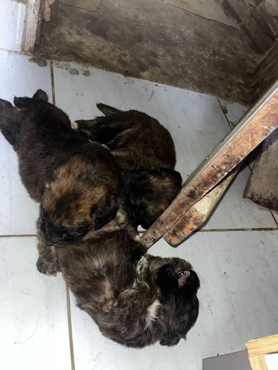 Cachorro 