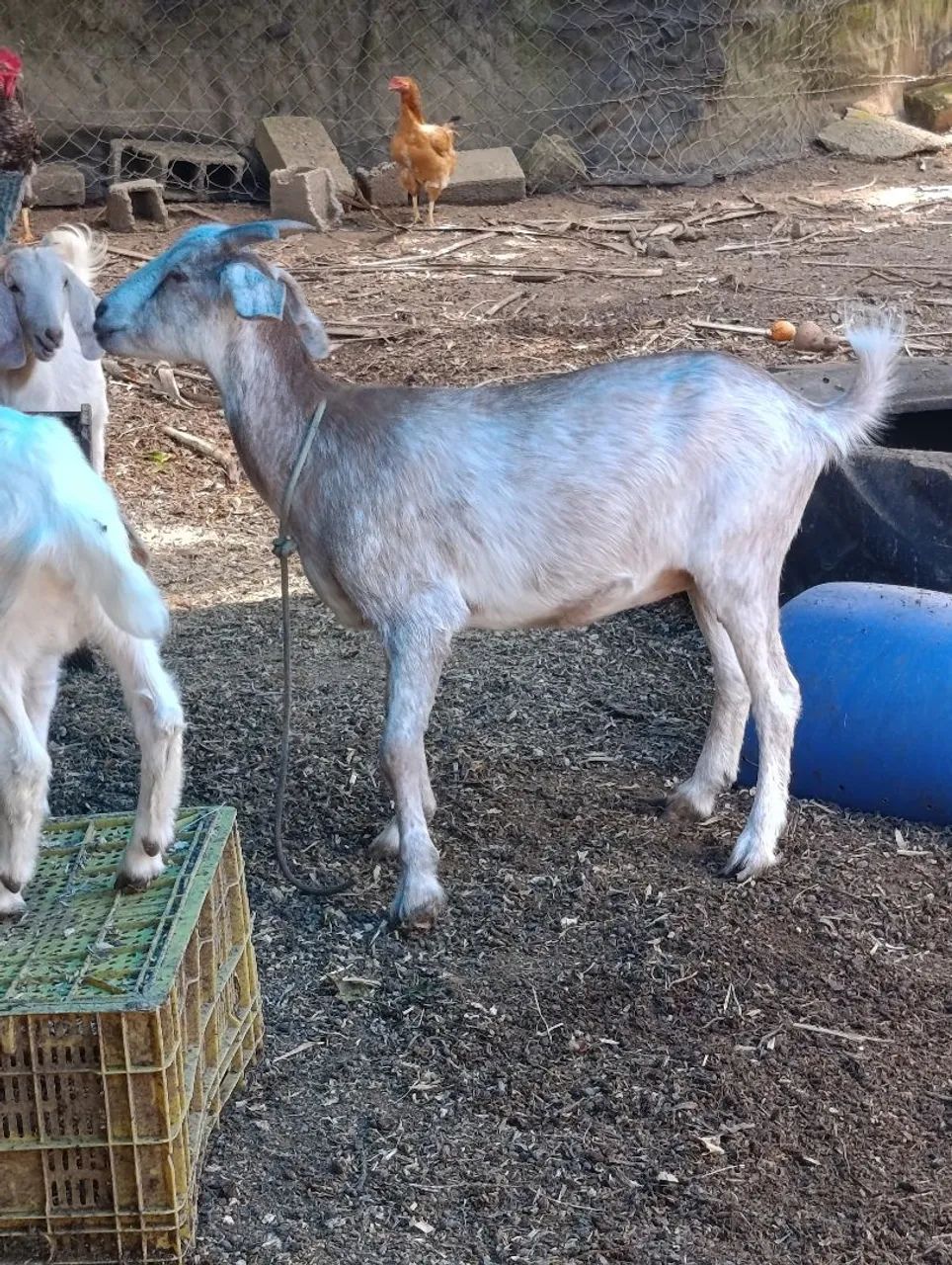 Cabra, cabrito  - Foto 4