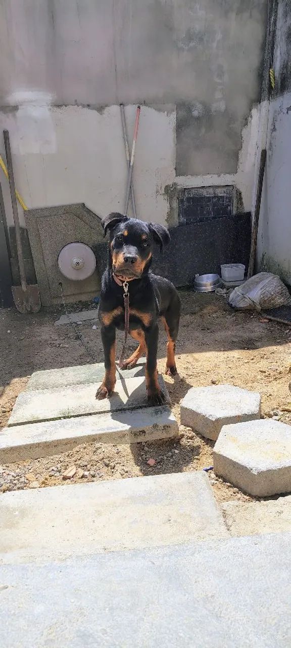 Rottweiler  - Foto 2