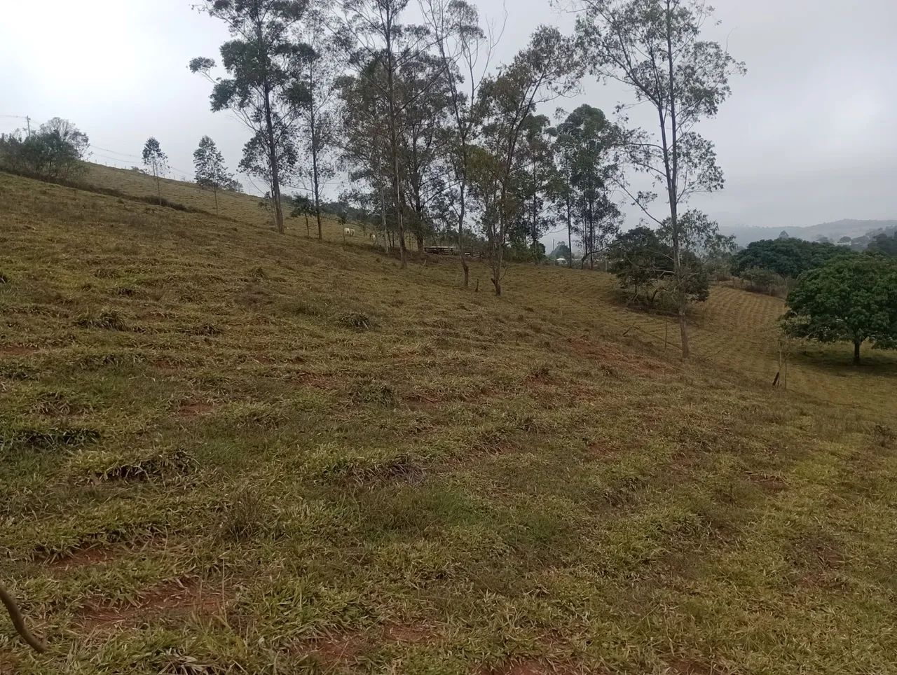 Chácara Rancho Novo  - Foto 4